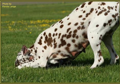 ... na also, genau so muss das aussehen mein Mädchen!!! (Quiet Surprise mit Mama Latoya vom Teutoburger Wald)