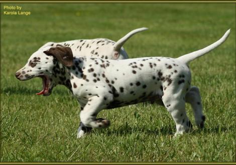 Quiet Quarter vom Teutoburger Wald