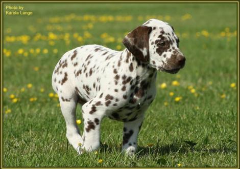 Quienna vom Teutoburger Wald