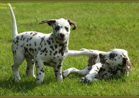 Quiet Quarter mit seiner Schwester Quality Queen vom Teutoburger Wald