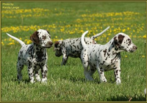 Quiet Surprise mit ihrem Bruder Quality Quest vom Teutoburger Wald