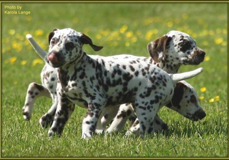 Quiet Surprise mit Quienna und Quirin vom Teutoburger Wald