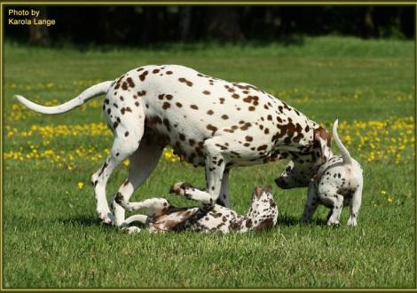 ... jippieee, das macht Gaudi, Mama spielt mit uns !!! (Quiet Surprise und Quality Quest mit Mama Latoya vom Teutoburger Wald)