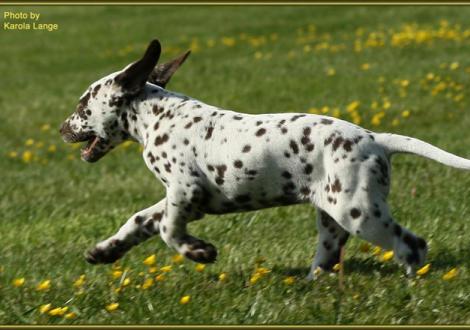 Quienna vom Teutoburger Wald