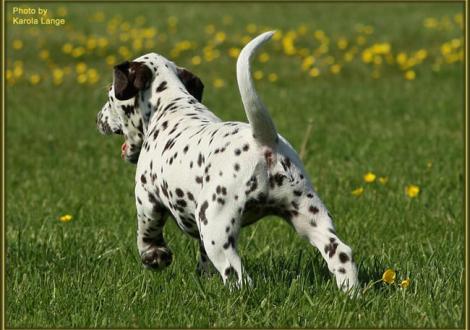... und tschüss, das war's von den Q-chen!!! (Quality Queen vom Teutoburger Wald)
