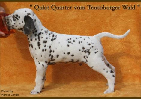 Quiet Quarter vom Teutoburger Wald (vermittelt an: Birgit Heise ,58119 Hagen)