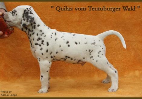 Quilaz vom Teutoburger Wald (vermittelt an: Herbert und Cornelia Walter, 55585 Hochstätten)