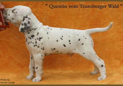 Quentin vom Teutoburger Wald (vermittelt an: Simone Schultz-Balluff, 42553 Velbert)
