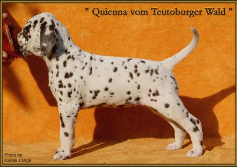 Quienna vom Teutoburger Wald (vermittelt an: Carmen Birkenfeld, 06493 Neudorf)