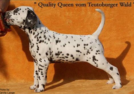Quality Queen vom Teutoburger Wald Karola Lehmann Dalmatinerzucht vom Teutoburger Wald 