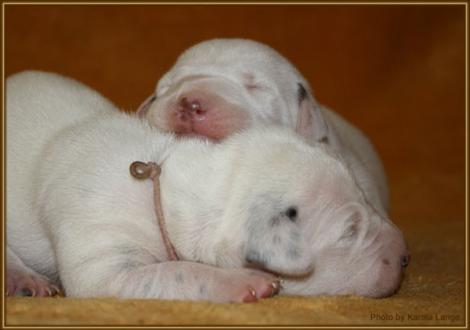 Lady Rosa und Mr. Hellblau (weiss/schwarz + weiss/braun)