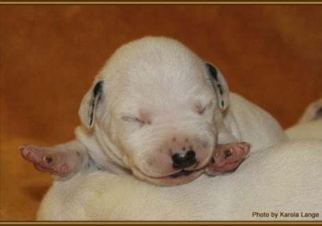 Mr. Braun (weiss/schwarz)