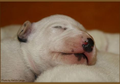 Mr. Blau (weiss/schwarz)