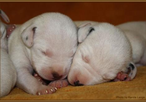 Mr. Ohne und Lady Ohne (weiss/braun + weiss/schwarz)