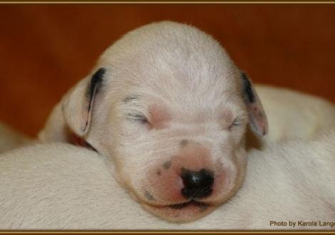 Lady Orange (weiss/schwarz)