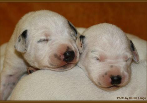 Mr. Weiss und Lady Orange (beide weiss/schwarz)