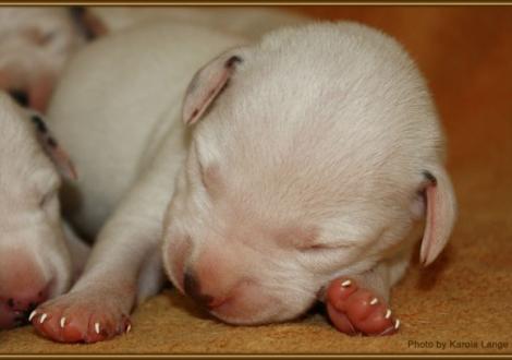 Mr. Ohne (weiss/braun)