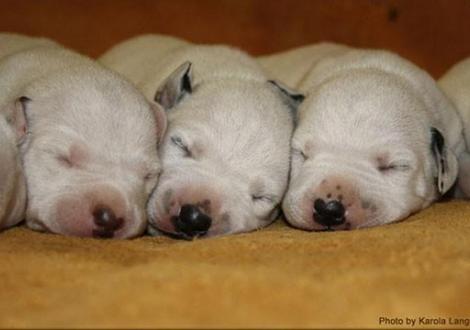Mr. Ohne mit Mr. Weiss und Mr. Braun