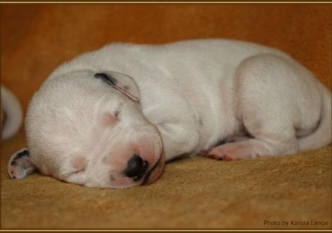 Lady Orange (weiss-schwarz)