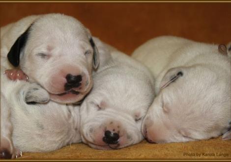 Mr. Platte mit Mr. Braun und Mr. Ohne