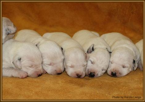 Lady Ohne, Mr. Blau, Mr. Ohne, Mr. Weiss und Mr. Braun