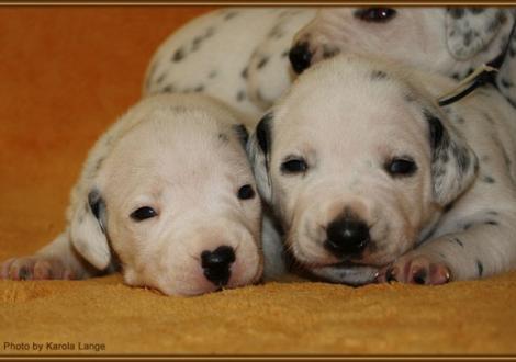 Lady Ohne und Mr. Weiss (beide weiss/schwarz)