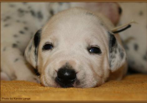 Mr. Weiss (weiss/schwarz)