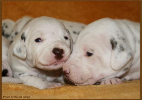 Mr. Ohne und Mr. Hellblau (beide weiss/braun)