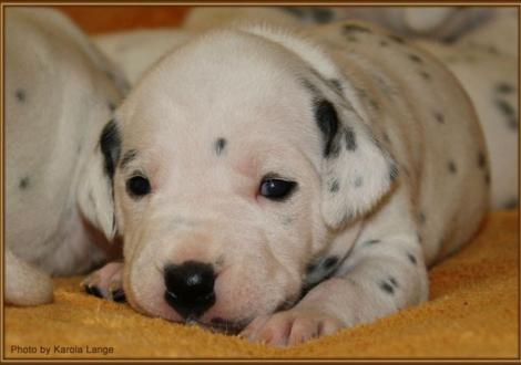 Lady Orange (weiss/schwarz)