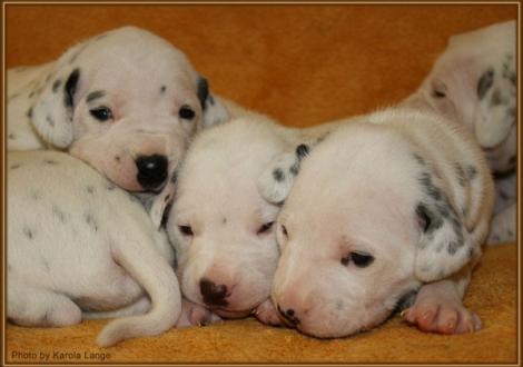 Lady Orange mit Mr. Ohne und Lady Rosa