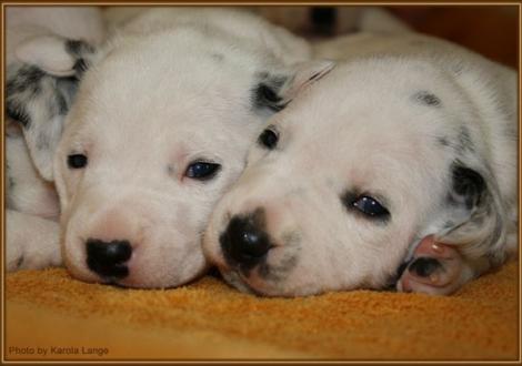 Mr. Rot und Mr. Weiss (beide weiss/schwarz)