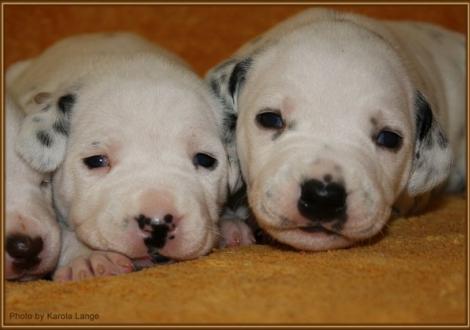 Lady Rosa und Mr. Braun (beide weiss/schwarz)