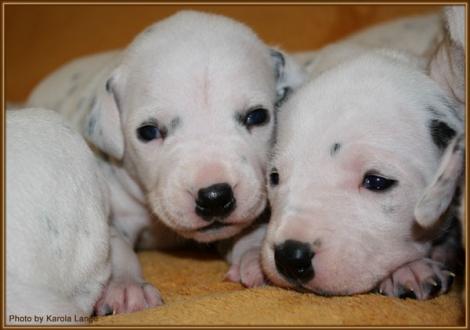 Mr. Blau und Lady Ohne (beide weiss/schwarz)