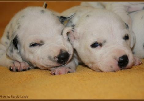 Mr. Weiss und Mr. Blau (beide weiss/schwarz)