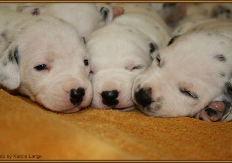 Lady Ohne mit Mr. Rot und Mr. Weiss (alle weiss/schwarz)