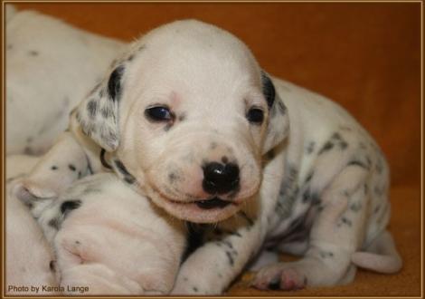 Mr. Braun (weiss/schwarz)