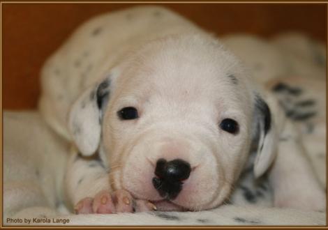 Lady Ohne (weiss/schwarz)