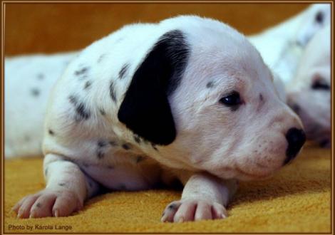 Mr. Platte (weiss/schwarz)