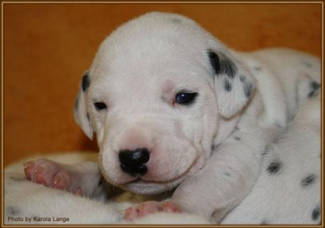 Mr. Rot (weiss/schwarz)