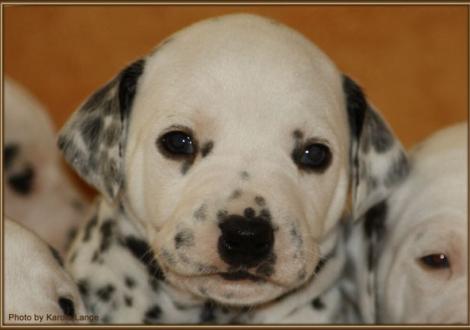 Mr. Braun (weiss/schwarz)