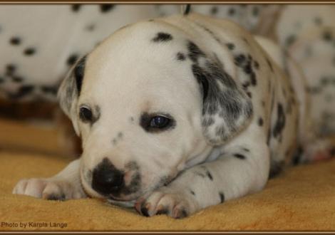 Mr. Weiss (weiss/schwarz)