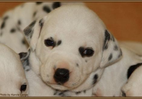 Mr. Blau (weiss/schwarz)