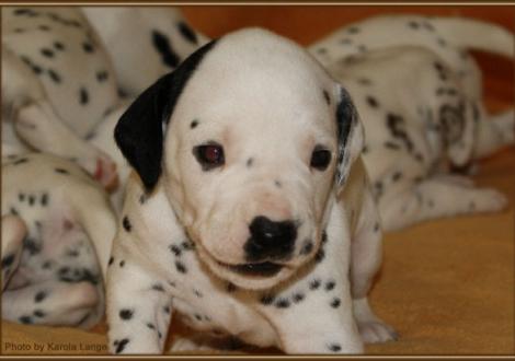 Mr. Platte (weiss/schwarz)