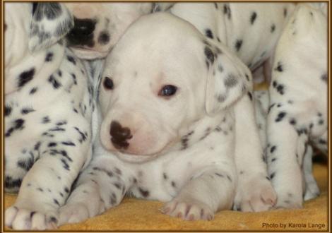 Mr. Ohne (weiss/braun)