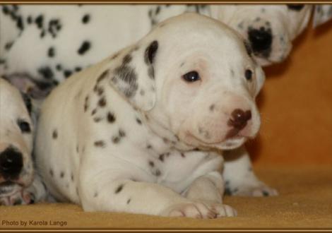 Mr. Hellblau (weiss/braun)