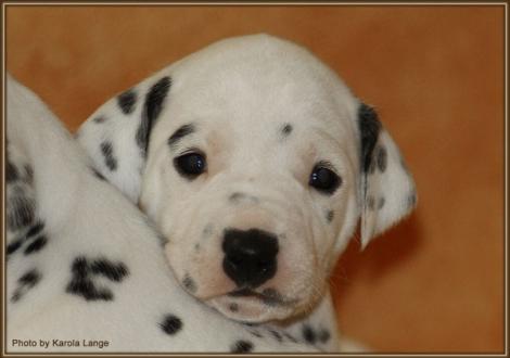 Lady Orange (weiss/schwarz)