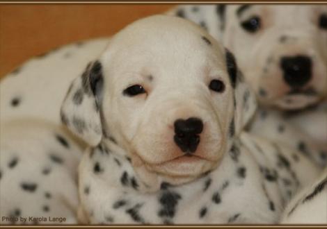 Lady Ohne (weiss/schwarz)