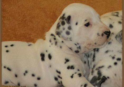 Lady Rosa (weiss/schwarz)