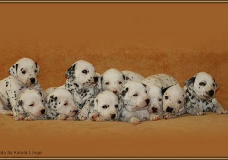 Alle Zehn auf einen Streich