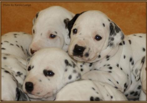 Mr. Hellblau, Mr. Blau & Mr. Platte